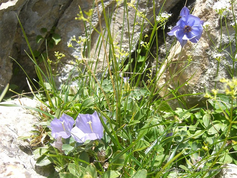19 Campanula e Aquilegia.jpg